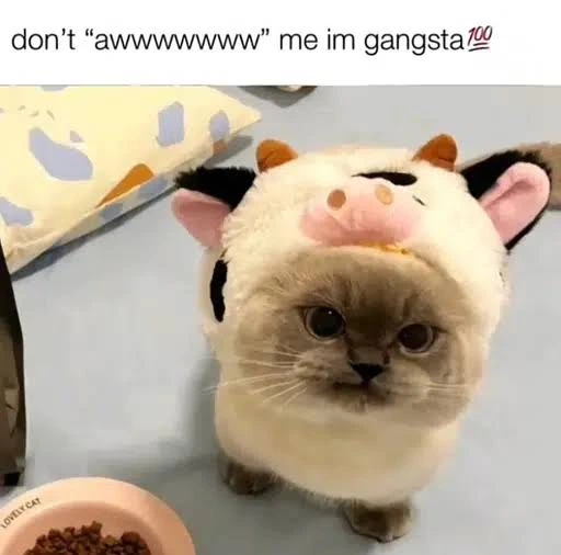 The original cat’s mugshot